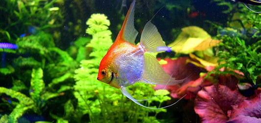 "Graceful Gliders: Discover the Majestic World of Amazing Angelfish in Your Home Aquarium"