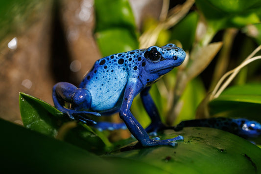 "Leap into the Fascinating Life of the Blue Poison Dart Frog at the Tennessee Aquarium!"