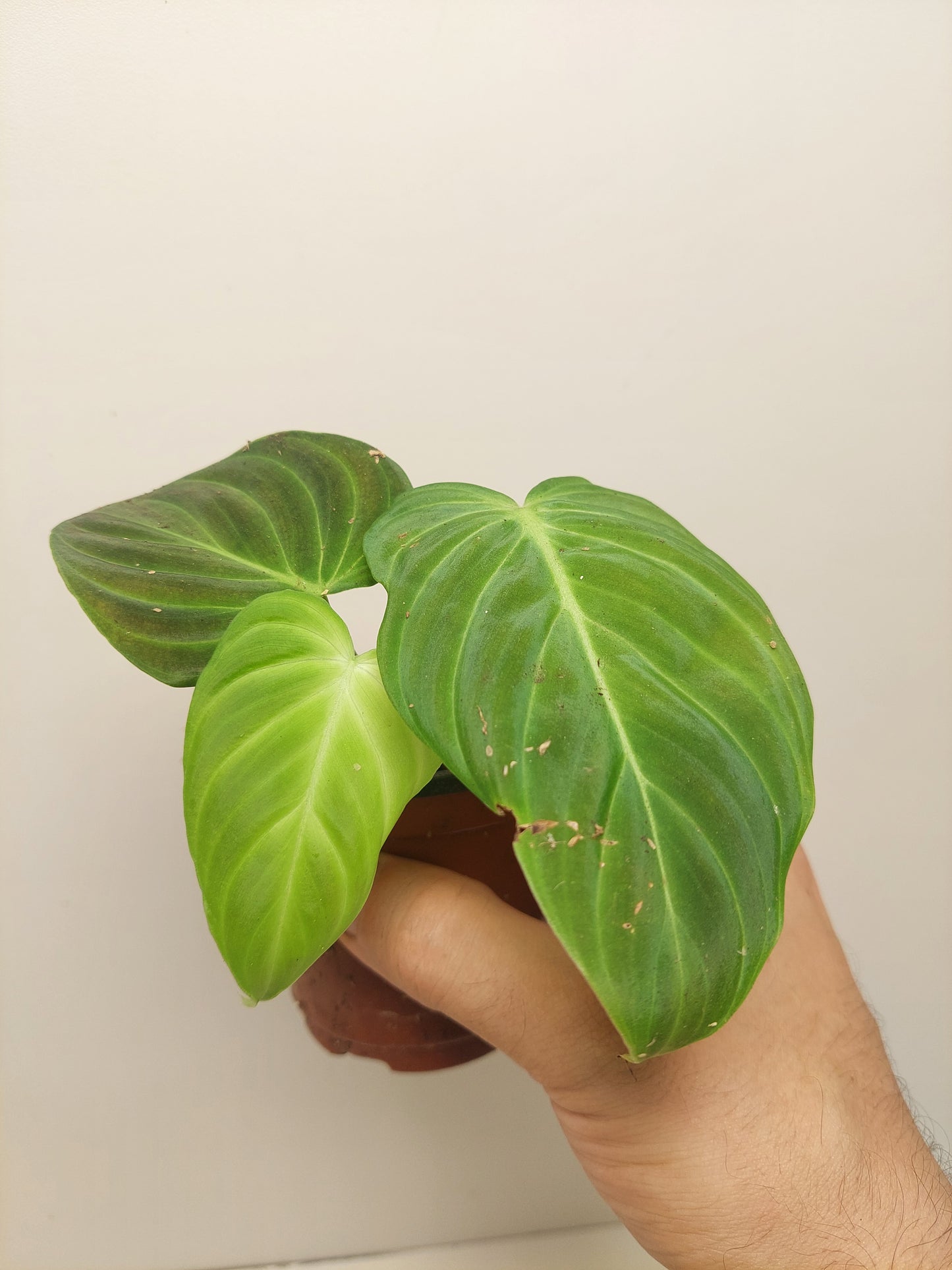 Philodendron Splendid small