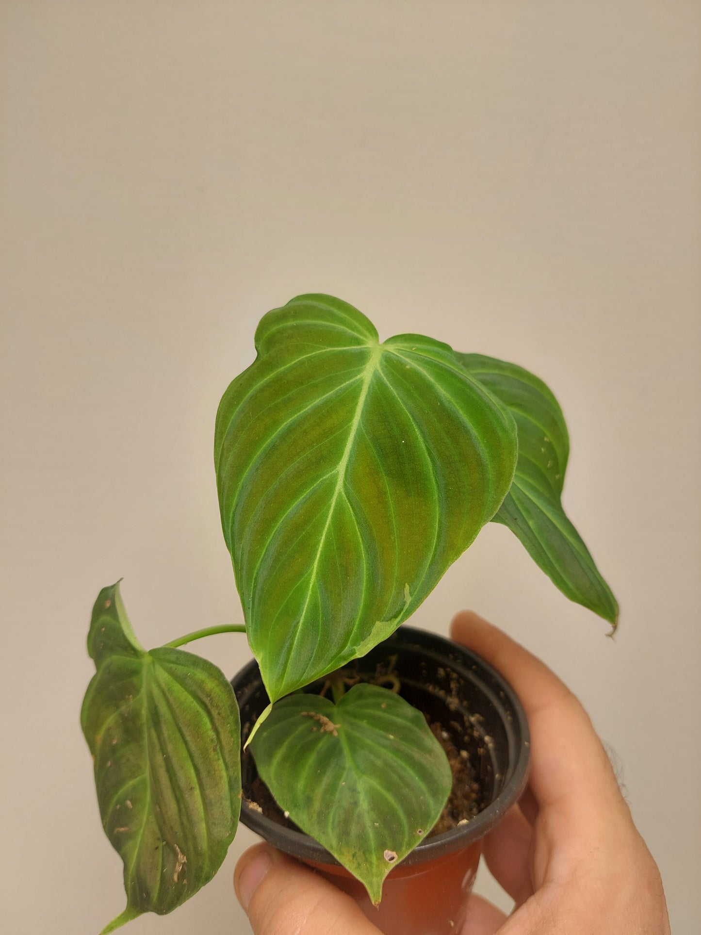 Philodendron Splendid small