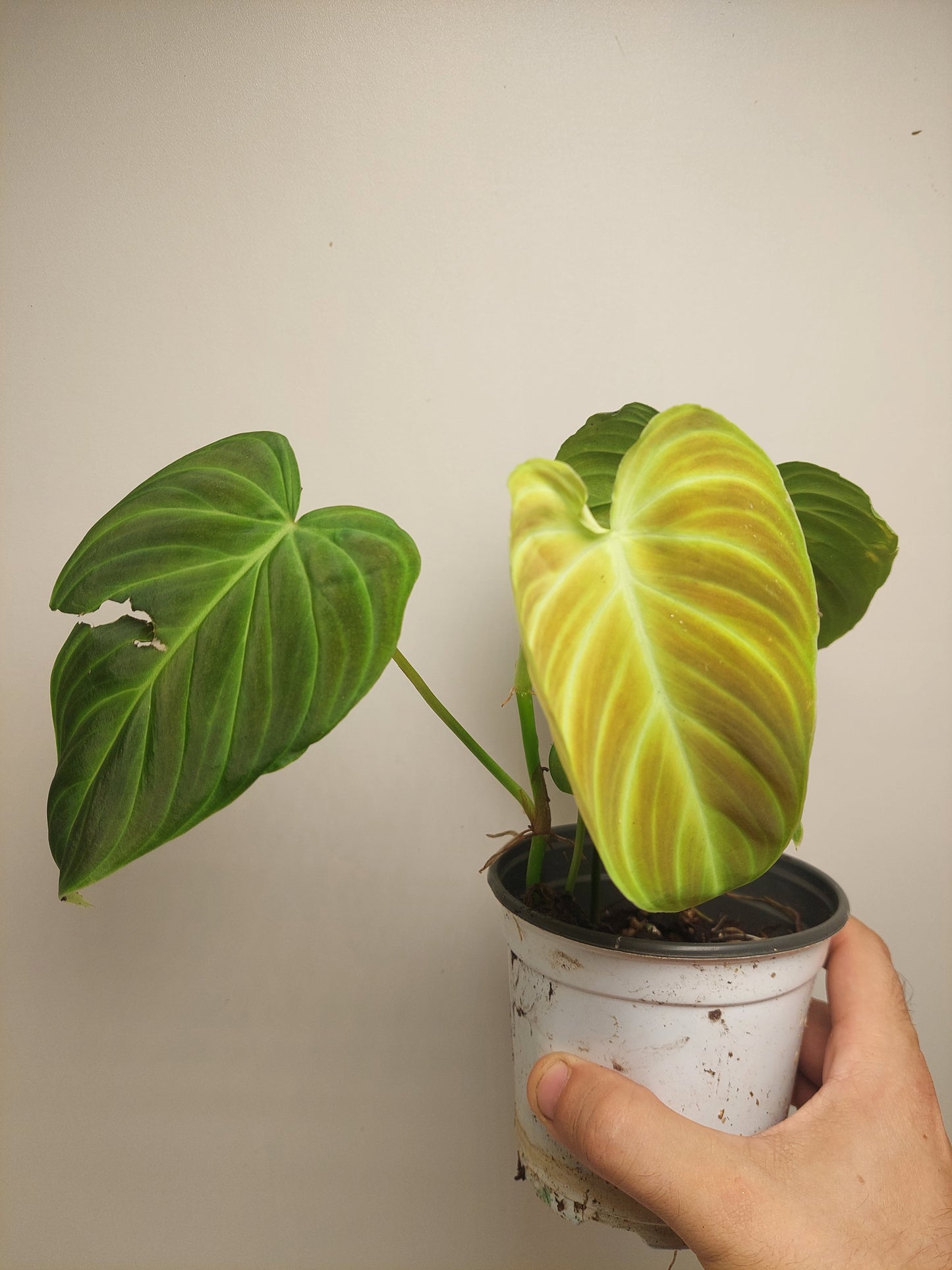 Philodendron Splendid small