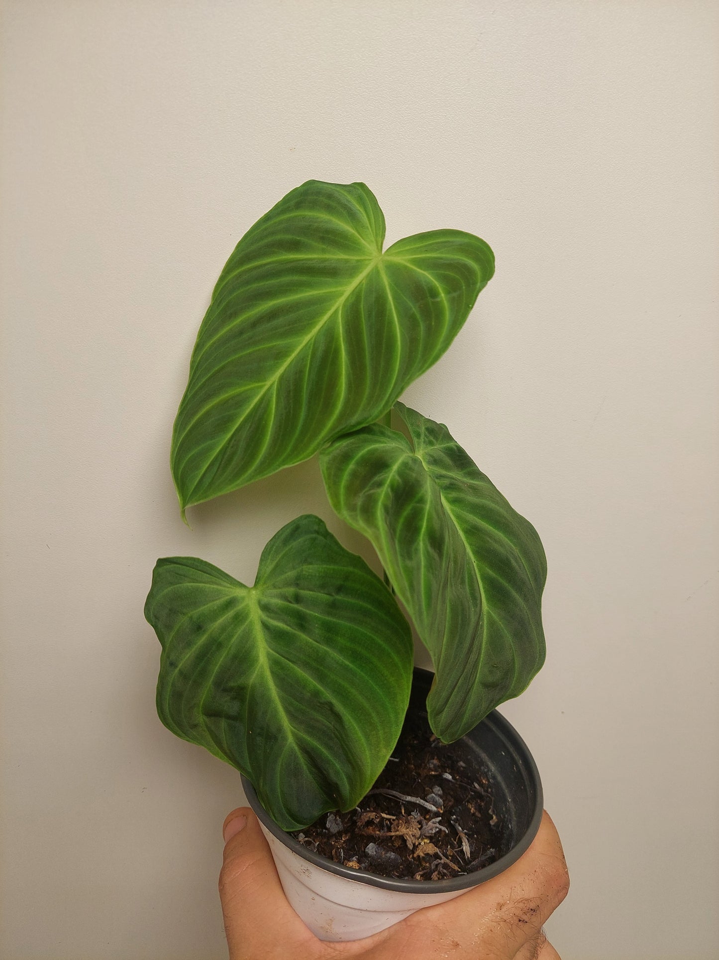 Philodendron Splendid #2