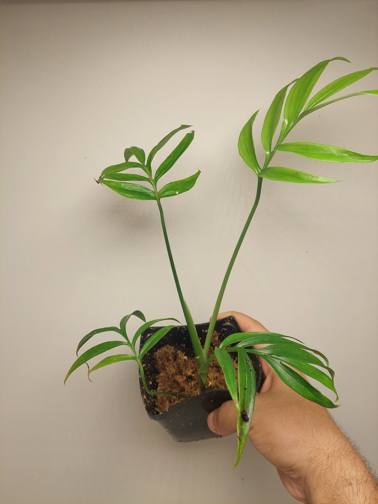 Monstera Subpinnata