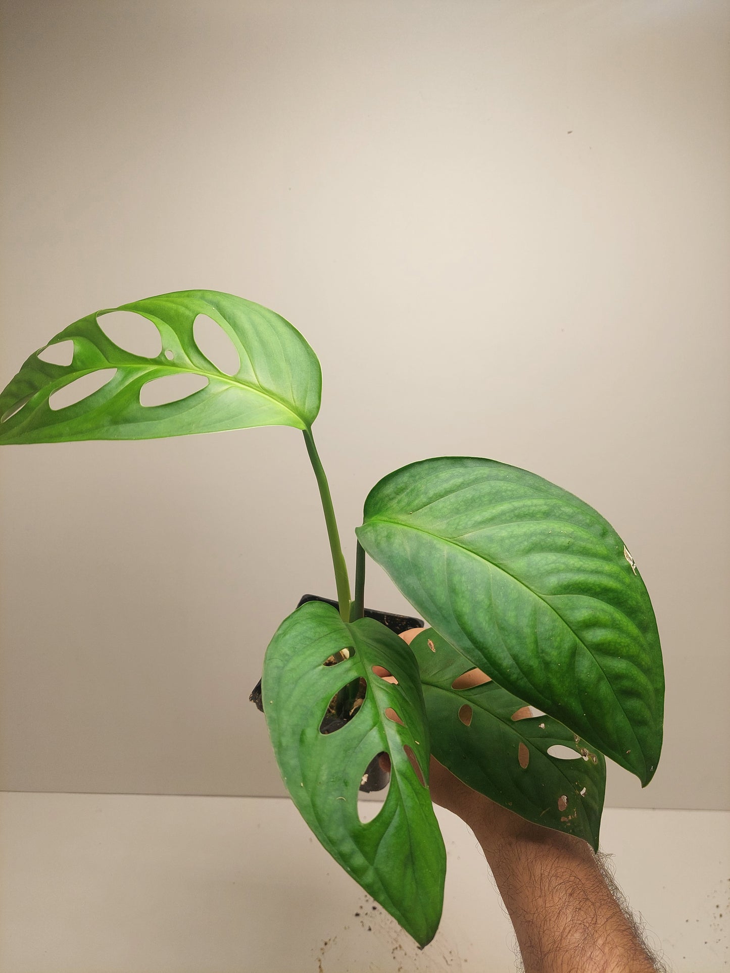 Monstera Esqueleto #2