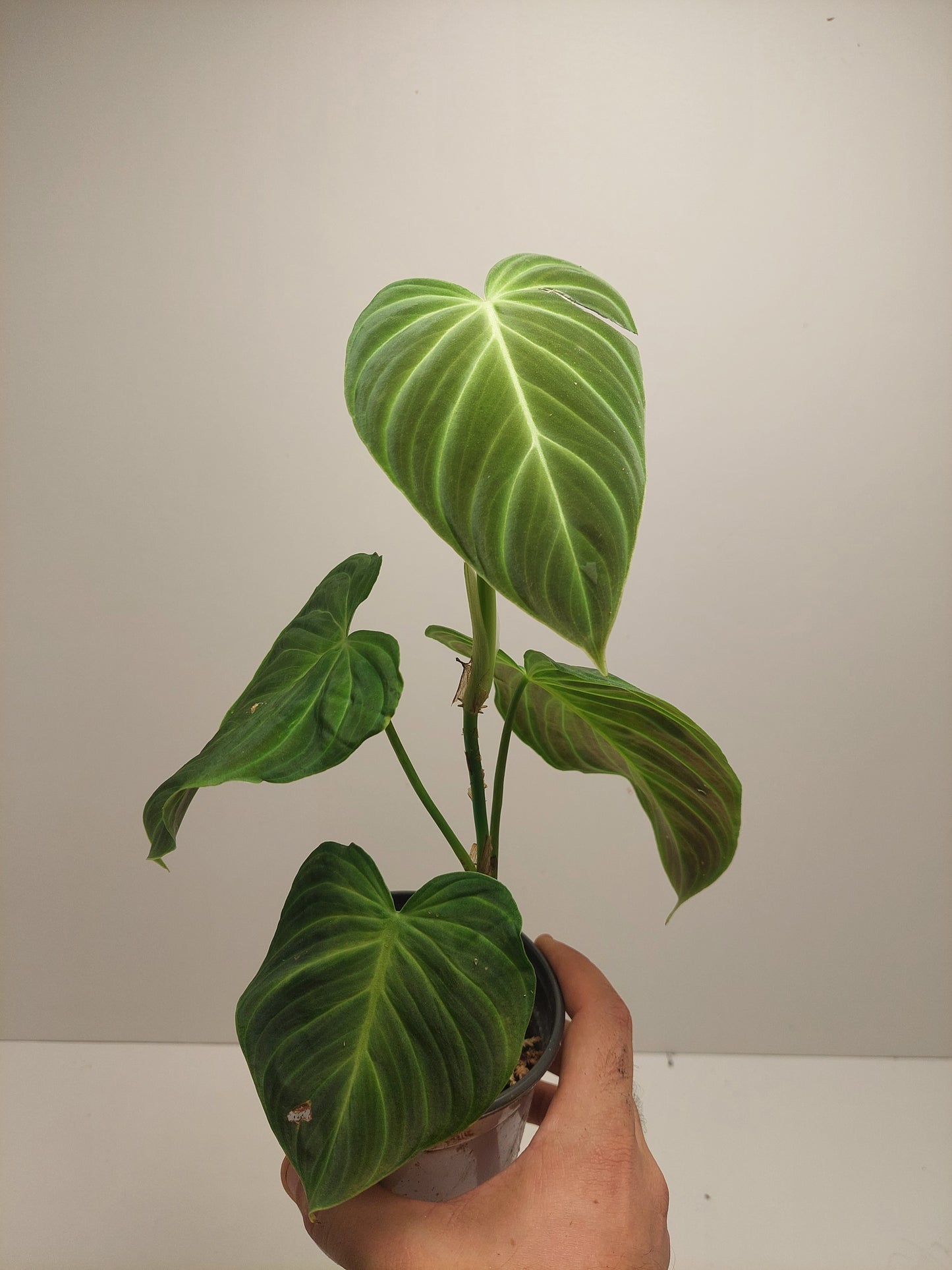 Philodendron Splendid #1