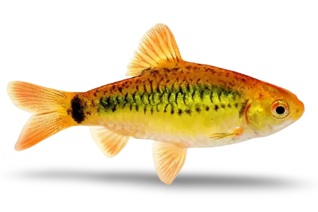 Gold Barb